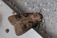 Agrotis clavis clavis