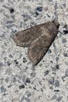 Agrotis segetum