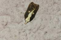Acleris cristana