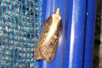 Acleris cristana