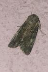 Lacanobia suasa