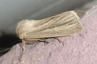 Mythimna pudorina