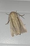 Mythimna straminea