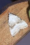 Meganola albula