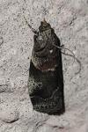 Acrobasis suavella