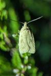 Agonopterix assimilella