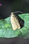 Agonopterix assimilella
