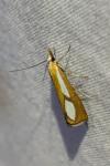 Catoptria conchella conchella