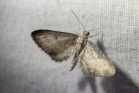 Eupithecia subumbrata