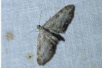 Eupithecia subumbrata