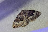 Colostygia aptata