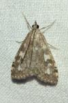 Udea olivalis