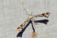 Platyptilia