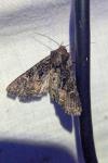 Mniotype adusta