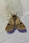Diarsia mendica