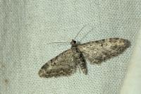 Eupithecia nanata