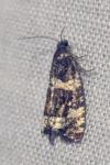 Argyroploce bipunctana