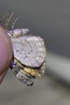 Dysstroma citrata