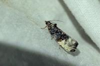 Hedya nubiferana