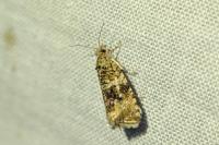 Celypha lacunana