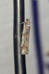 Pempelia palumbella