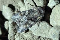 Lacanobia contigua