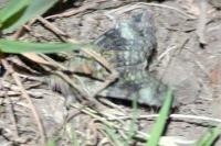 Anaplectoides prasinus