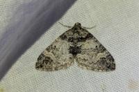 Perizoma juracolaria juracolaria