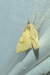Gandaritis pyraliata