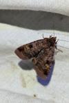 Diarsia brunnea