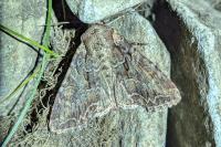 Lacanobia thalassina