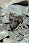 Amphipyra pyramidea