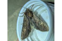 Apamea crenata