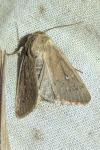 Mythimna sicula