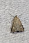 Udea alpinalis