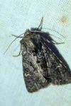 Mniotype adusta