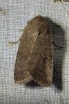 Hoplodrina ambigua/blanda