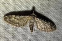 Eupithecia nanata