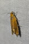 Lathronympha strigana