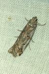 Pempelia palumbella