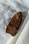Noctua interposita