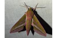 Deilephila elpenor