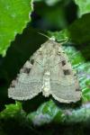 Xestia triangulum