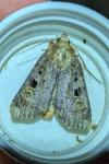 Diarsia brunnea