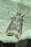 Agrotis ipsilon