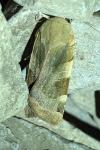 Noctua fimbriata