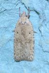 Agonopterix assimilella