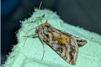 Autographa pulchrina