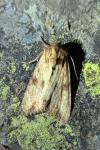 Apamea sublustris