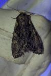 Lacanobia contigua